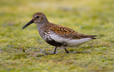 Helemaal alleen in zomerkleed voor de kust van Marokko. Intensief bezig met larfjes plukken uit de dikke alg laag.