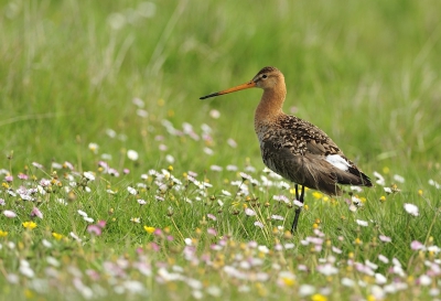 Even een lentebeeld tijdens deze sombere zaterdag. Deze grutto zocht voeding temidden va de madeliefjes en de boterbloemen.