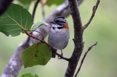 Op dezelfde stek als waar de troepialen huizen, was ook een aantal roodkraaggorzen aanwezig. Heel nieuwsgierig naar wat wij aten. Mooie omstandigheden om te fotograferen. Net als andere gorzen waar ook ter wereld niet zo'n groot vogeltje.
