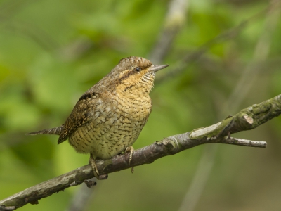 <i class='fa fa-user'></i>&nbsp;Toledo&nbsp;|   Draaihals&nbsp; <i class='fa fa-eye'>&nbsp;499</i> &nbsp;<i class='fa fa-thumbs-up'>&nbsp;2</i> &nbsp; <i class='fa fa-comment-o'>&nbsp;8</i>