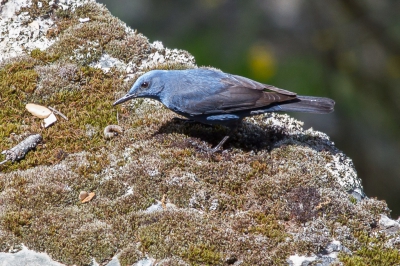 We zitten inmiddels in N.P. Cota Doana en hebben goed internet, een mooie reden om een foto te uploaden.
Bij de bekende Gierenrots de Salto del Gitana-Pea Falcn is de Blauwe Rotslijster ook altijd aanwezig, maar om hem leuk op de foto te krijgen is een heel ander verhaal. s' Morgens toen het zonnetje op de lage rotsen kwam heb ik foto's kunnen maken maar van ver weg. s' Middags na een ritje nog weer eens gekeken en toen zat hij ineens veel dichterbij. Met de camera op het hekwerk kon ik zo een aantal foto's maken.