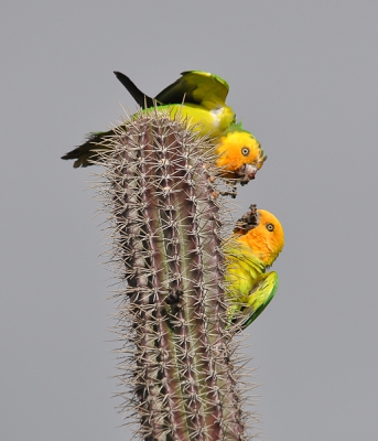 Dit koppeltje was aan het ontbijten toen wij het nationaal park binnenreden. Geen idee hoe ze tussen die stekels doorkomen maar ze hebben er blijkbaar weinig last van.