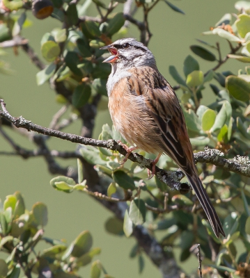 Bij het uitkijkpunt Portilla del Titar zat aan de overkant van de rivier de Titar een Oehoe op zijn nest. Terwijl ik door de telescoop van een Spanjaard daar naar stond te kijken hoorden we ineens een vogel in de struik voor ons zingen. Het bleek deze Grijze Gors. De rijstzak over de vangrail gehangen en op m'n knien foto's kunnen maken. Ik had eerst gauw uit de hand wat foto's gemaakt voor het geval hij er meteen weer vandoor ging, maar hij bleef even zitten tot zeer tevredenheid van ons.