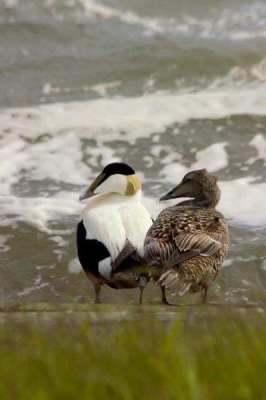 na heel wat fietsuren toch maar even gestopt. ik keek in de verte in de Noordzee of er nog zwarte zee-eenden of roodkeelduikers in de verte zwommen. toen op de oever zaten een hele groep eidereenden! ik was al dichtbij, maar schuw waren ze niet. heb er 300 foto's van gemaakt en ben daarna langzaam weggegaan en heb ze niet verstoord.