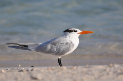 Ik had vooraf al gehoopt deze sternsoort te gaan zien tijdens onze vakantie. Deze zat even uit te rusten op een afgelegen strandje. Foto is gemaakt al liggend op de buik.