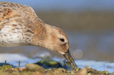 Afgelopen jaar werden we behoorlijk verwend met de doortrek van verschillende Strandlopers langs de IJsseluiterwaarden. Geregeld waren er kleine groepjes Strandlopers te vinden en met name de Bonte Strandloper kon je hier aantreffen. Met name dit groepje was uitzonderlijk benaderbaar en liet zich prima vastleggen.