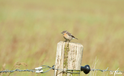In een natuurgebied nabij Uffelte zaten gisteren twee paartjes roodborsttapuiten. Waaronder dit mooie vrouwtje.