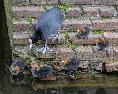 <i class='fa fa-user'></i>&nbsp;pietwil&nbsp;|   Meerkoet&nbsp; <i class='fa fa-eye'>&nbsp;267</i> &nbsp; <i class='fa fa-comment-o'>&nbsp;5</i>
