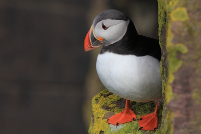 Eerste keer de Puffin goed voor mijn lens! Is ook mijn eerste upload en ben zelf erg trots. Hoor graag wat er beter aan kan omdat ik hier wel mee door zou willen...