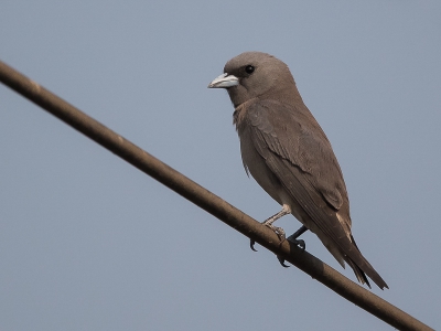 <i class='fa fa-user'></i>&nbsp;Wim de Groot&nbsp;|   Grijze Spitsvogel&nbsp; <i class='fa fa-eye'>&nbsp;246</i> &nbsp; <i class='fa fa-comment-o'>&nbsp;1</i>