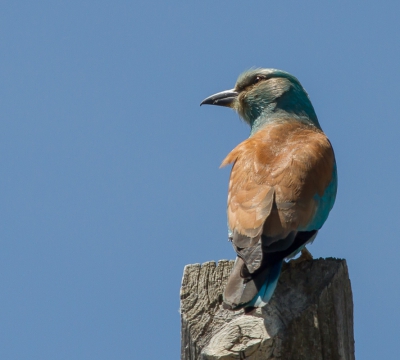 Langs de cc99 naar St. Marta de Magasca staan veel electriciteitspalen met nestkasten voor Kleine Torenvalken en Scharrelaars. Je ziet daar dus veel vogels op de draden zitten. Soms heb je mazzel dat er een op een paaltje zit zoals hier. Omdat hij de lucht afspeurden voor insecten ging hij steeds in een andere houding op het paaltje zitten. Ik heb er veel foto's van kunnen maken.