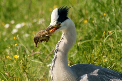 vandaag zo,n moment wat je liever niet ziet maar wat wel gewoon gebeurd. een hoop lawaai, reiger werd achterna gezeten door moeder eend maar het gesnater en achtervolgen met veel lawaai mocht niets baten. eend is gewoon een kuiken kwijt. natuur is mooi maar soms o zo hard.