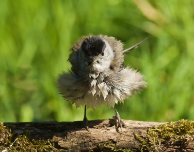 Na het bad is meneer nog niet het heertje.
Ben blij met elke vogel daar, er zit een havikhorst op enkele tientallen meters, dus het is veelal een lange zit.