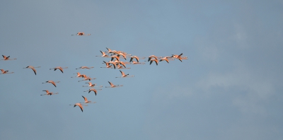 Terwijl wij op het strand waren, zagen wij in de verte deze groep flamingo's aan komen vliegen. Snel uit het water naar mijn camera gesneld en schieten maar. De zon scheen mooi vanuit de rug op de overvliegende groep waardoor de prachtige roze/oranje tinten van met name het eerste deel van de groep zeer fraai belicht werden. Supermomentje!