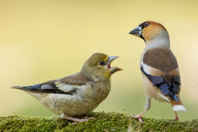 <i class='fa fa-user'></i>&nbsp;Almanbrother&nbsp;|   Appelvink&nbsp; <i class='fa fa-eye'>&nbsp;437</i> &nbsp;<i class='fa fa-thumbs-up'>&nbsp;3</i> &nbsp; <i class='fa fa-comment-o'>&nbsp;4</i>