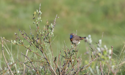 Op Terschelling zit een paartje Blauwborst. Ze zijn redelijk dichtbij te benaderen.
