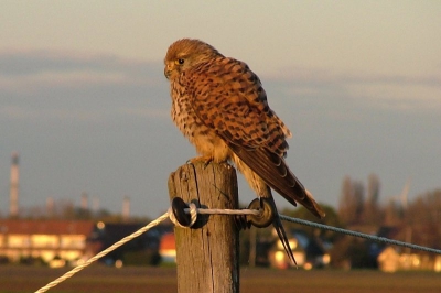 Alweer tijdens het fietsen reed ik op 2 meter langs deze valk.
Tot mijn verbazing bleef hij zitten en kon ik deze foto maken.
Vorige week een Canon EOS 350D met sigma lens 18-200mm aangeschaft omdat ik natuurfotografie (vogels) heel erg leuk vindt.Ik hoop met deze camera mooie foto's voor birdpix te maken.