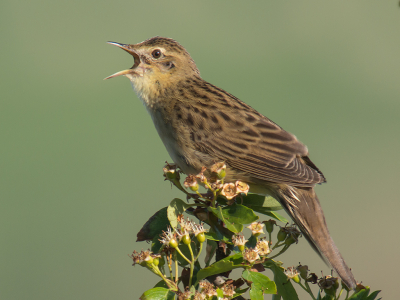 In de vroege ochtendzon zat deze vibrerende zanger op de meidoorn. Strofen duurden soms zes minuten.