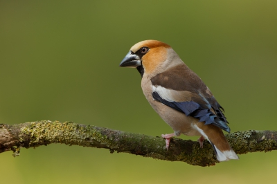 <i class='fa fa-user'></i>&nbsp;Almanbrother&nbsp;|   Appelvink&nbsp; <i class='fa fa-eye'>&nbsp;307</i> &nbsp;<i class='fa fa-thumbs-up'>&nbsp;2</i> &nbsp; <i class='fa fa-comment-o'>&nbsp;4</i>