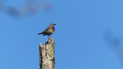 Tijdens de vogelweek naar de Auken geweest en halverwege het wandelpad naar de kijkhut hoorden we dichtbij de blauwborst zingen. Kort moment om de foto te maken, maar het resultaat mag er zijn.