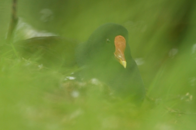 Om te oefenen met manueel scherpstellen heb ik plaatsen gezocht waar de vogels niet bang zijn van mensen. Ik kon langzamerhand steeds dichter bij dit waterhoen komen. 
Het was geen logische plek om een nest te hebben. Maar om daar zeker van te kunnen zijn heb ik gewacht tot hij opstond.