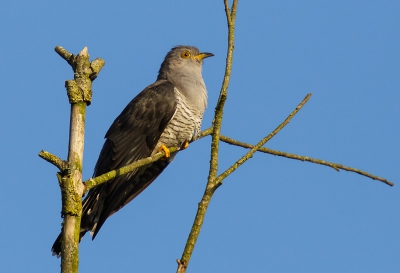 Het is druk met de koekoeken in de Oostvaardersplassen; althans, je hoort ze veel. Zo nu en dan laat n zich ook zien. Deze was aan het poseren bij de Lepelaarsplassen.