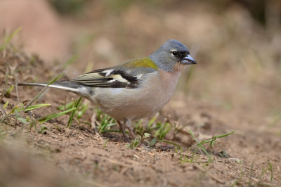 <i class='fa fa-user'></i>&nbsp;peter wijn&nbsp;|   Vink&nbsp; <i class='fa fa-eye'>&nbsp;445</i> &nbsp; <i class='fa fa-comment-o'>&nbsp;5</i>