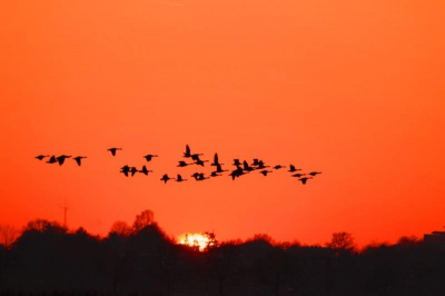 na school fftjes heerlijk uitgewaaid in de polder. op zoek naar de breedbekstrandloper en naar de kleine plevier. het rondje krachtwijkerweg kan niet missen. ben er nu elke avond bij 2 poeltjes vogels aan het spotten, kijken waar de meeste en leukste vogels zitten, en dan de lighut bouwen bij het geschikte poeltje. hier vlogen een groepje kolganzen boven de zon.