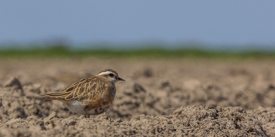 Na een dag lang zoeken dan toch gevonden, een groep van 16 vogels aanwezig op een aardappelakker. Bijzonder was dat ondanks de grootte van de groep ze goed waren te benaderen.