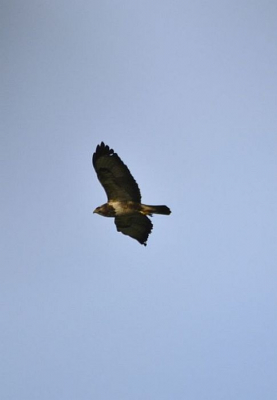 Deze buizerd kreeg ik net in de zoeker voor dat de bomen hem aan het zicht onttrokken