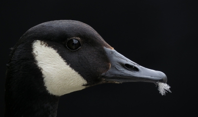 <i class='fa fa-user'></i>&nbsp;sieb&nbsp;|   Grote Canadese Gans&nbsp; <i class='fa fa-eye'>&nbsp;611</i> &nbsp;<i class='fa fa-thumbs-up'>&nbsp;11</i> &nbsp; <i class='fa fa-comment-o'>&nbsp;15</i>