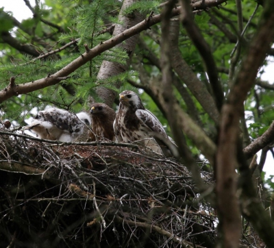 Vanuit de auto genomen. Deze twee blije ouders kijken naar hun ''kind''. Even later werd er zelfs nog even een muisje gebracht. Beesten niet verstoord en gewoon in hun habitat gelaten.