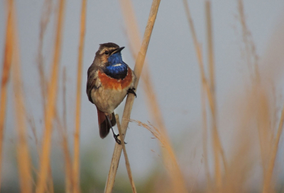 Rond 21.00 uur nog net deze Blauwborst op de foto gezet. Helaas is het me niet gelukt hem er iets scherper op te krijgen maar ben er toch blij mee.