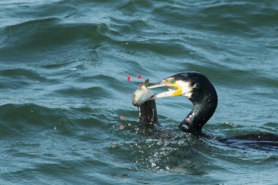 Het was een mooie zonnige dag op de Zuidpier in IJmuiden. Op een gegeven moment zag ik deze Aalscholver die in gevecht was met deze zeepaling. Een gevecht waarbij de Aalscholver de paling soms los liet, maar even later weer te pakken had. De paling vocht voor zijn leven. Hij wikkelde zich om de nek van de Aalscholver en om zijn kop, maar uiteindelijk won hij het niet en heeft de Aalscholver de vis naar binnen gewerkt. Hij strekte zich helemaal uit en slok slok slok weg was de paling.