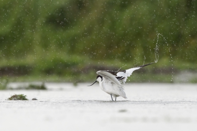 "De zomer is voorbij", 't zijn zo nu en dan barre omstandigheden voor de vogels, deze kluut weet wel raad met het vele regenwater