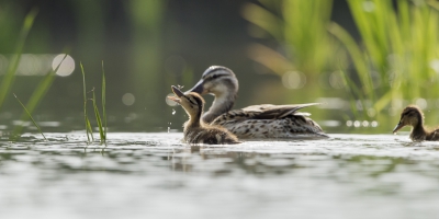 Ze zijn er weer, de nieuwe zomertalingen :). En hoeveel vreugde kan een jonge zomertaling hebben? Onder het toeziend oog van mams geeft het spelen met insecten iig veel plezier