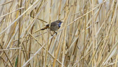 In de vroege morgen ging deze prachtige blauwborst voor mij in het riet zitten. Echter een paar seconden van kunnen genieten want hij/zij vloog er alweer snel vandoor, toch heb ik dit plaatje kunnen schieten.