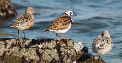 Gefotografeerd op de zuidpier in IJmuiden. Ik fotografeer nog niet zolang foto's en had eerlijk gezegd nog nooit van een Kanoet gehoord. De linkse en middelste vogel kon ik thuis brengen met mijn vogelboek, maar bij de rechtse vond ik dat toch lastig. Uiteindelijk van een vogelkenner gehoord dat het ook een Kanoet is, waarbij de kleur nog moet doorkleuren naar het zomerkleed. Zo leer je iedere keer wat bij. 
Links en rechts dus een Kanoet en in het midden een steenloper.