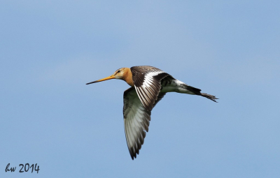 Deze grutto vloog een aantal keer voor mijn lens langs, hierbij het resultaat.