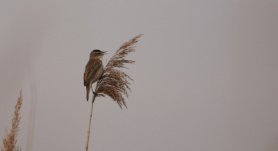 Een zonnige dag waarbij een 100-400mm mocht lenen en ik heb hem zo nuttig mogelijk proberen te gebruiken.