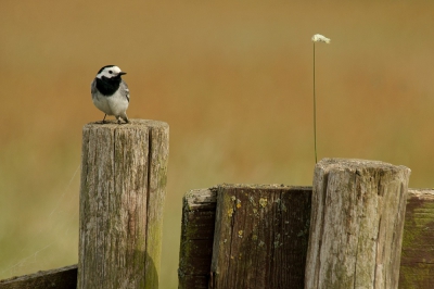 door de foto niet te veel te croppen zie je hoe klein en teer zo,n witte kwikstaart is. ik vind de achtergrond en het enen grassprietje hier wel mooi.