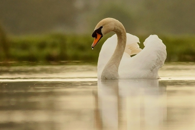 een laag standpunt, liggend op de grond op de kop van een sloot met m,n lens vlak boven het water kon ik deze zwaan fotograferen die langzaam m,n kant op kwam zwemmen. vind de kleuren op deze vroege morgen wel sfeervol.