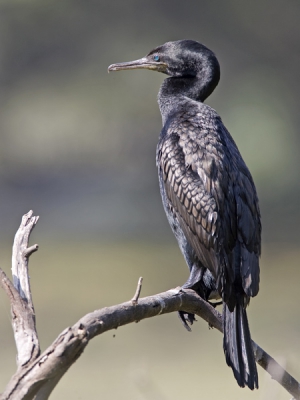 <i class='fa fa-user'></i> Wim de Groot | Indische Dwergaalscholver  <i class='fa fa-eye'> 510</i>   <i class='fa fa-comment-o'> 1</i>