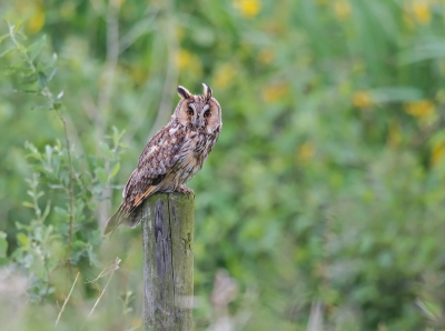 Ik was druk doende met het fotograferen van kleine zangvogels, totdat ik deze ransuil mooi op een paaltje zag zitten.
GPS:51.995,5.452
RDS:159.464 445.128