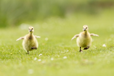 Deze 2 kuikens durfden wat verder bij de ouders vandaan te gaan. Hier besloten ze dat het toch veiliger was om hun ouders weer op te zoeken.
Door langzaam dichterbij te kruipen en dan een tijdje te blijven lukte het me om deze foto te maken.