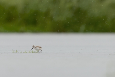 Onder bijna erbarmelijk slechte weersomstandigheden ging deze jonge kluut op zoek naar een beetje voedsel, maar met het wassende water werd dat steeds lastiger....