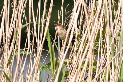 Luid zingend en omhoog hopend in het riet. Waren opzoek naar een andere vogeltje mar werd vrolijk bedient door de natuur met dit exemplaar.