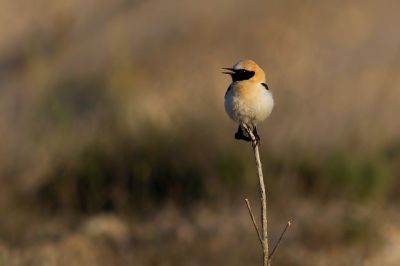 Dit mooie vogeltje ook langs de kant van de weg tegengekomen.