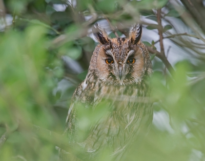 Opname van de Ransuil die ik al eerder fotografeerde. De vogel heeft een Knotwilg uitgekozen als vast plek. Vanaf de dijk kan ik de vogel vanaf een gelijke hoogte fotograferen. Ondanks dat de afstand niet al te ver was, moest ik toch nog behoorlijk goed zoeken om hem te vinden.

GPS:51.995,5.452
RDS:159.464 445.128