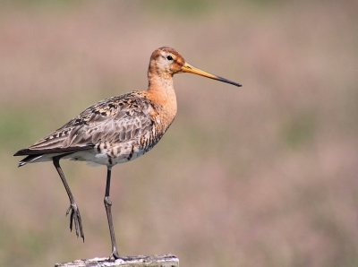 De grutto blijft wat mij betreft onze meest karakteristieke en mooie weidevogel.
De achtergrond van deze foto vind ik mooi egaal